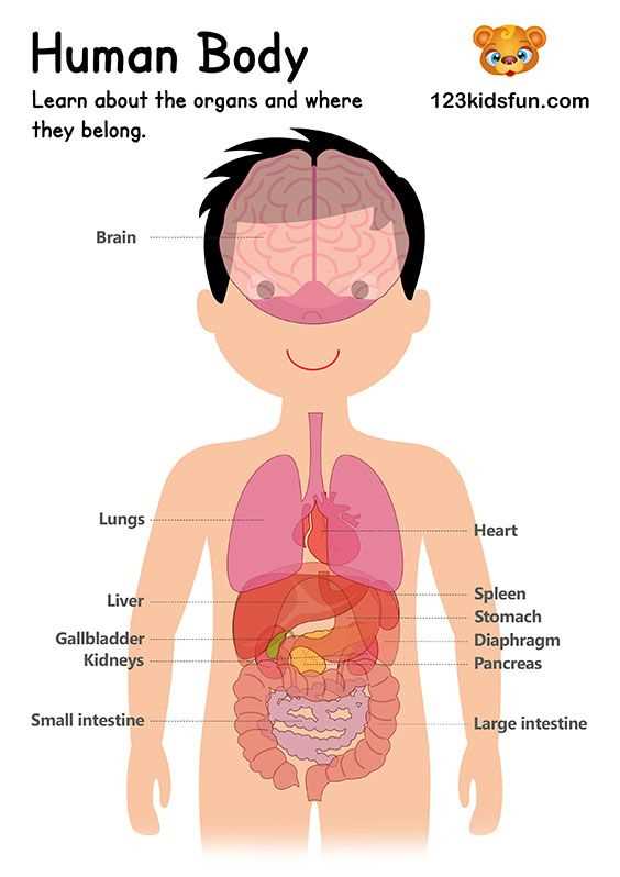 printable diagram of the human body