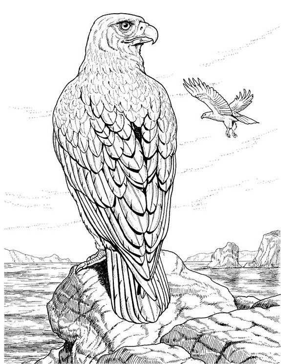 printable colouring pages for adults animals printable colouring pages for adults animals